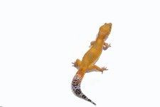 pacific-green-clown-inferno-blood-x-purple-head-female6.jpg