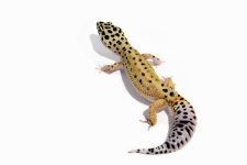 clown-inferno-ph-raptor-female6.jpg