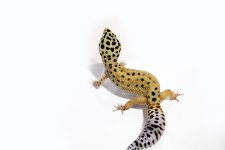 clown-inferno-ph-raptor-female7.jpg