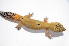 clown-tangerine-female9.jpg