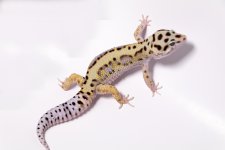 male-lavender-bold-stripe-wy-hx.jpg