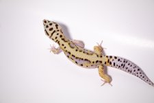 male-lavender-bold-stripe-wy-hx2.jpg