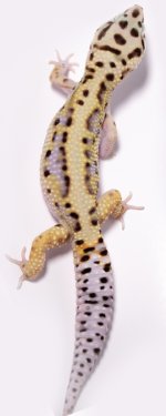 male-lavender-bold-stripe-wy-hx2-croprotate.jpg