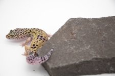 IMG_9762.jpg