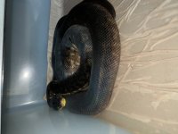 IMG_3291.jpg