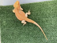 DRAGON 3.jpg