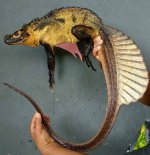 Hydrosaurus-microlophus-1.jpg