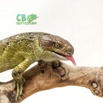 prehensile-tailed-skink-for-sale.jpg
