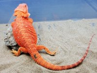 Hypo Het Trans Female #E-LB, 15in, $500 - Copy.jpg