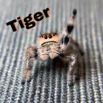 tiger001 text.jpg