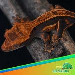 halloween-crested-geckos.jpg