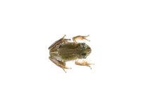 snowflake_honey_blue-eyed_white_s_tree_frog_-_litoria_caerulea-6_1-766aac9b.jpg