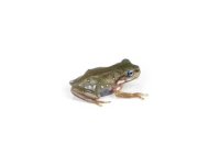 snowflake_honey_blue-eyed_white_s_tree_frog_-_litoria_caerulea-5_1-e375c85b.jpg
