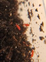 Red Springtails.jpg