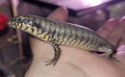 male zebra 4.24.23 reduced.jpg