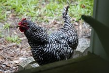 chicken_07292023_01.jpg