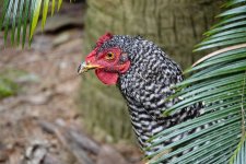 chicken_07292023_02.jpg