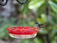 hummingbird_07292023_01.jpg