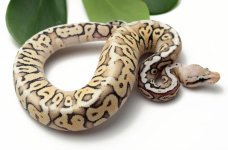 3-7C-Desert-Ghost-Super-Pastel-Spotnose-YB_2022_1-6-23.jpg