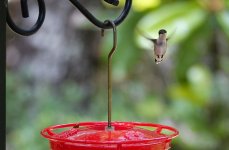 hummingbird_07292023_02.jpg