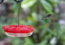 hummingbird_07292023_03.jpg