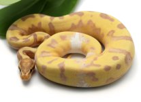 115-10A-Banana-Pied-Enchi_2022_7-12-23.jpg