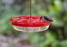 hummingbird_07292023_04.jpg