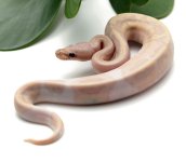27-16A-Super-Banana-Pied_2022_12-8-22.jpg