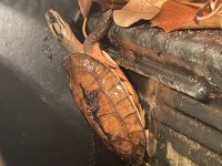 IMG_2064.jpg