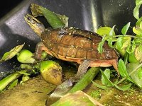 IMG_0547.jpg