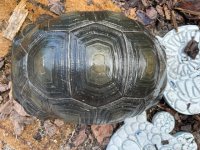 IMG_0764.jpg