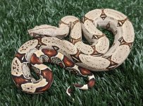 M1_L3 Pomaville x Blast5.jpg