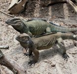 RhinoParents.JPG