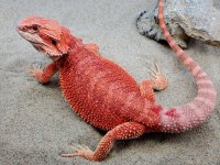 Het Hypotrans Female #A-R, 17-250, $500-$300 - Copy.jpg