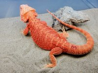 Hypo Het Trans Male #3-PR, 18-310, $400-$250 - Copy.jpg
