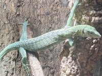 V.reisingeri male.jpg