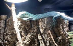 V.prasinus F2 male.jpg