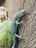 V.prasinus F3 male 2.jpg