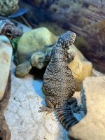 IMG_2718.jpg
