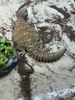IMG_0859.jpg