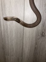 IMG_0939.jpg