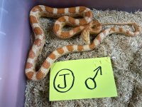 Creamsicle J Male.jpg