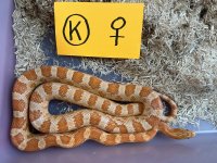 Creamsicle K Female.jpg