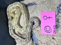 Calico C Female.jpg