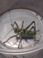 green monster.jpg