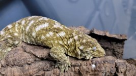 gecko.jpg