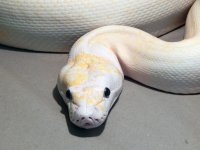 ivory female 4.jpg