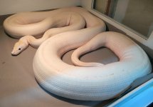 ivory female 3.jpg
