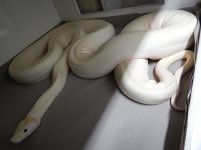 ivory female 2.jpg