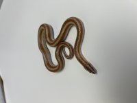 Bighorn 2 Female.jpg